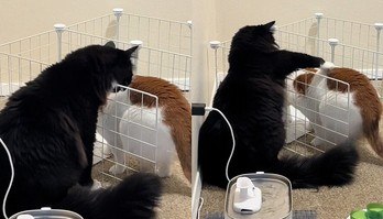 Mulher encontra solução genial para que gato não pegue comida do irmão (Mulher encontra solução genial para que gato não pegue comida do irmão)